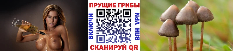 где можно купить наркотик  Покров  Псилоцибиновые грибы мухоморы 